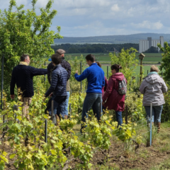 groupe stagiaires vignes